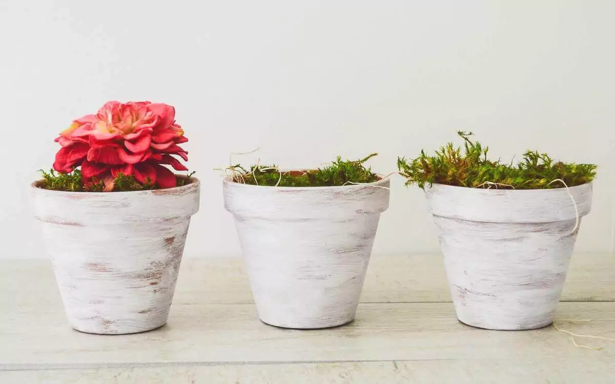 Three flower bases with the left one blooming